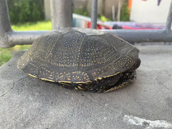 Kaplumbağa kabuğunda saklanıyor. Beton yüzeyde Avrupa gölet kaplumbağası kabuğuna çekildi..