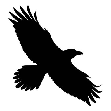 Görkemli Avcı Kuşu 'nun Silueti Beyaz Gök' e Karşı Yükseliyor