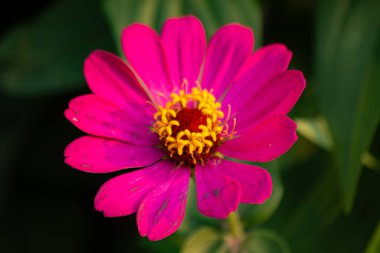 Canlı pembe zinnia çiçeklerine ya da zinnia zarafetlerine sıcak güneş ışığı altında yaklaşın. Parlak taç yaprakları ve sarı keklikler, doğa arka planı, yaz bahçesi, makro. Bulanık