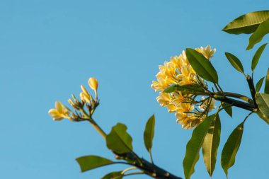 Sarı frangipani ya da Plumeria çiçekleri açık mavi gökyüzü arka planına sahip ağaç dalında çiçek açarlar. Tropik yaz çiçekleri doğa, spa, sağlık ve seyahat için idealdir. Bulanık
