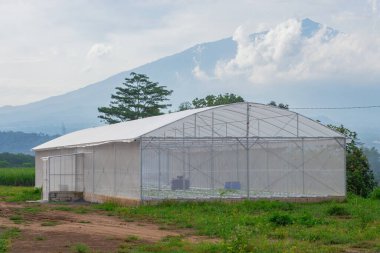 Arka planda Arjuna Dağı olan modern tarım için UV plastik sera, hidrofonik tarım, tarım, tarım ve yeşil çevre kavramları için mükemmel.