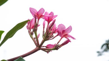 Pembe frangipani ya da Plumeria rubra çiçekleri soyutlanmış beyaz arka planda çiçek açarlar. Canlı taç yaprakları olan tropik bir çiçek. Doğa, yaz ve egzotik bitki örtüsü için mükemmel..