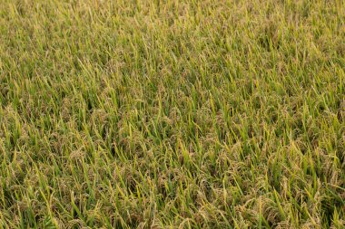 Pirinç tarlaları altın rengine dönüyor, hasat için hazır. Hasat mevsiminde tarlaların manzarası tarım, doğa, gıda, Asya ve Endonezya temaları için mükemmeldir. Oryza sativa
