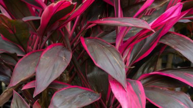 Kırmızı ti bitkisi yaprakları yakın plan, Cordyline fruticosa yeşillik dokusu, canlı pembe ve yeşil yapraklı tropikal süs bitkisi, egzotik bahçe arka planı, renkli doğa deseni detayı.