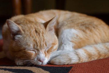 Turuncu bir kedi kıvrımlı bir pozisyonda halıda mışıl mışıl uyuyor. Yumuşak tüylü bir evcil kedi rahat ve huzurlu görünür. Sevimli hayvan, rahatlama ve ev konforu..