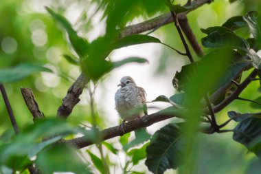 Yeşil yapraklı bir ağaç dalına tünemiş Java güvercini (Geopelia striata). Güzel bir bokeh ile doğal yakın çekim, vahşi yaşam için mükemmel. Bulanık