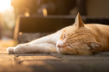 Sıcak öğleden sonra güneşinin altında uyuyan turuncu bir kedi huzurlu ve rahat bir atmosfer yaratıyor. Rahat kedi, altın saat, rahatlık, huzur, rahatlık, doğa ve özgürlük..