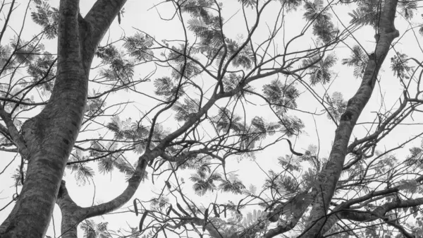 Açık gökyüzü olan ağaç dallarının siyah beyaz arkaplanı. Tek renkli doğa deseni, siluet yeşillik, sanatsal asgari manzara, dramatik organik doku.