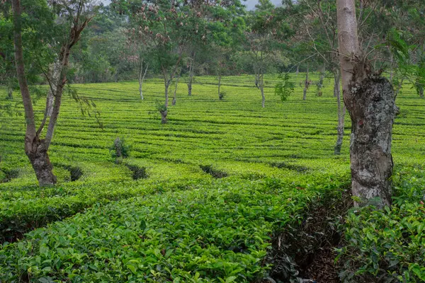 Yeşil sıraları ve tropikal ağaçları olan güzel bir çay tarlası. Asya 'daki manzara tarım alanı, doğa, tarım, organik ekin ve çevre temaları için mükemmel