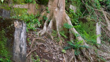 Yosun tutmuş terk edilmiş duvarda ağaç kökleri büyüyor, doğa kentsel bozulmayı geri istiyor. Fazla gelişmiş bitki örtüsü, eski yapı, orman harabesi, dokulu kökler ve taş, eko-hayatta kalma.