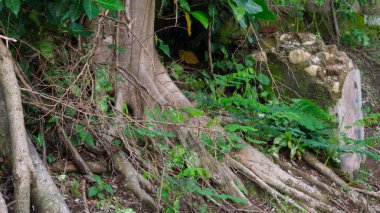 Terk edilmiş bina duvarında yosun ve yabani bitkilerle birlikte ağaç kökleri büyüyor. Doğa kalıntıları, orman zemin dokusu, aşırı gelişmiş orman bitki örtüsü, çürüme ve dayanıklılık..
