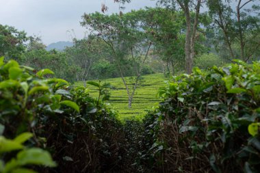 Merkezinde uzun bir ağaç olan yemyeşil çay çiftliği tropikal Asya 'da doğal tarım arazisi. Taze çay yaprakları, organik tarım, kırsal manzara, eko turizm, doğa geçmişi.
