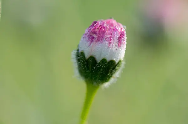 Fotografa makro de una margarita (Bellis perennis) recubierta de gotas de roco de la maana 