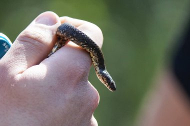 Elinde küçük bir yılan tutan bir insan.