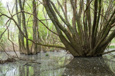 Ağaçlar ve ormanlarla dolu bir nehir