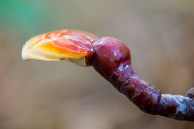 Ganoderma lucidum 'un makro fotoğrafı