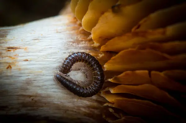 Mantarın üzerindeki tırtılın makro görüntüsü.