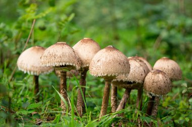 Yerdeki bir grup mantar