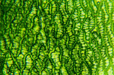 Klorofil içeren yosun hücreleri.