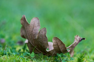 Bahçedeki yeşil çimenler