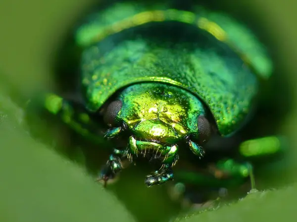 Close-up of a green beetle