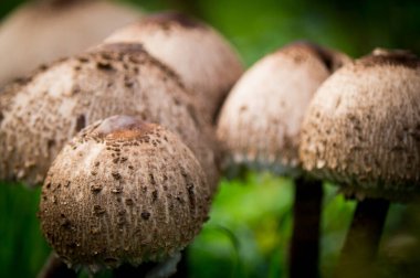 Mantarlar sonbaharda ormanda yetişir.