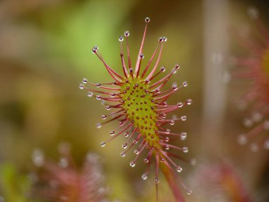 Yakın çekim - etobur bir bitki Drosera intermedya