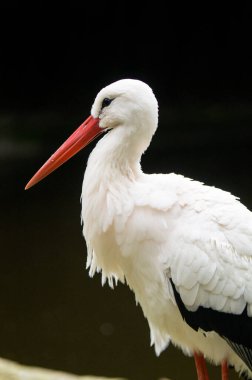 Doğadaki güzel kuşun manzarası