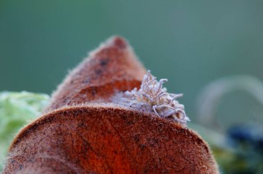 Yaprağın üzerindeki örümceği parazit yapan mantar.