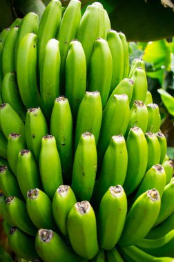 Muz yapraklı muz ağacı