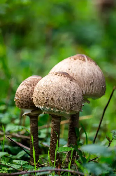 yakın - sonbahar ormanında bir yabani mantara yakın