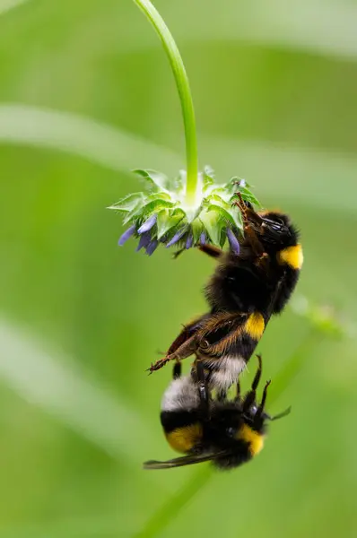 Çiçekteki yaban arısı. makro