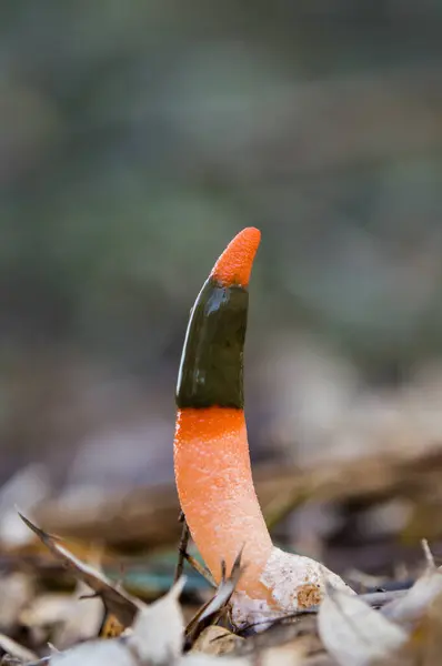 Orman zemininde büyüyen mantar