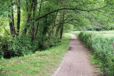 Ormanda yol