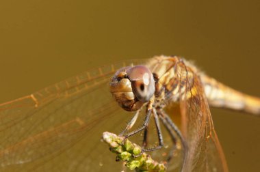 Turuncu arka planda bir yusufçuğa yaklaş