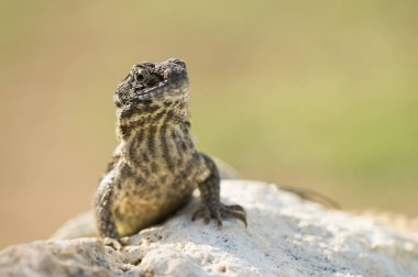 Kıvırcık kuyruklu kertenkele, Leiocephalus carinatus