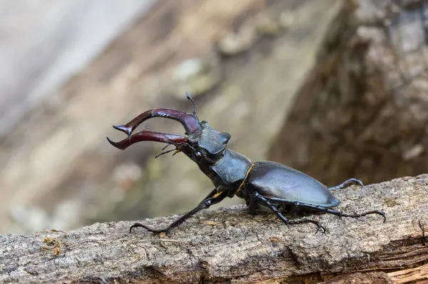 Geyik Böceğinin (Lucanus cervus) bulanık arkaplanlı makro fotoğrafı