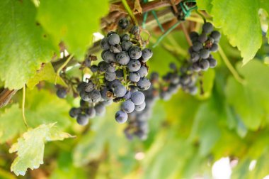 Bahçede bir demet üzüm