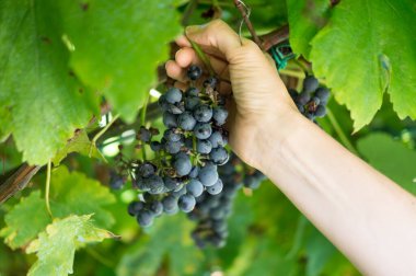 Kırmızı üzümlü kadın eli