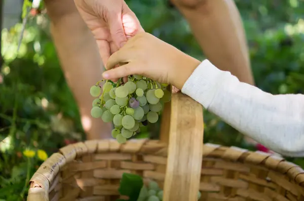 Sepeti üzüm dolu küçük bir kız.