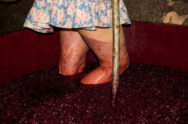 Fıçıda manken üzümleri ezerek kırmızı şarap yapıyor.