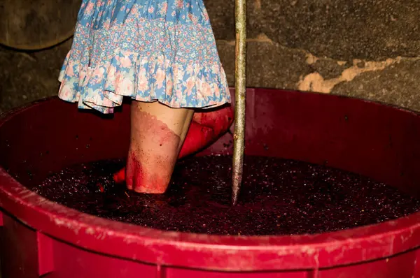 Eski bir şaraphanede kırmızı şarap yapmak için etek giymiş, üzüm ezen bir model.