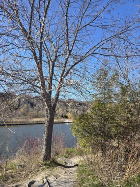 Yapraksız bir ağaç, sakin bir nehir kıvrımına bakan toprak bir patikada durur. Etrafı ilkbahar çalıları ve orman parkındaki canlı mavi gökyüzünün altında yemyeşil ağaçlarla çevrilidir..