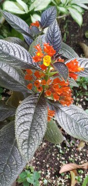 Parlak turuncu Episcia Cupreata çiçeğinin detaylı makro görüntüsü. Ortası koyu kadife yapraklarla çevrili sarı bir çiçek. Doğa ve botanik temalar için mükemmel ender bulunan bir tropikal bitki..