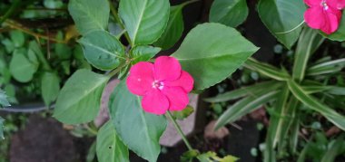 Göz alıcı bir fotoğraf, tek bir parlak mor Impatiens çiçeğini, açık beyaz ve sarı merkezli, bir bahçedeki yemyeşil yaprakların zeminine karşı sergiliyor. Bu çiçeğin canlı rengini vurgular.