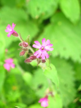 Doğal gün ışığında yemyeşil yaprakların arasında açan narin pembe bir çiçek..