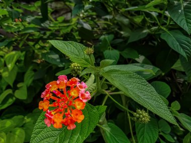 Canlı bir turuncu ve pembe çiçek, yemyeşil yapraklar ve bulanık yapraklarla çiçek açar. Doğa, bahçıvanlık ve çiçek temalı ticari kullanım için ideal.