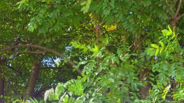 Averrhoa Carambola ağacının yavaş çekim görüntüleri zengin yeşil yapraklarla güneş ışığı altında yavaşça hareket ediyor..