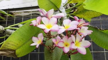 Frangipani 'nin narin yaprakları sabah esintisinde zarifçe sallanıyor, doğal güzelliğin yatıştırıcı bir uyumu yaratıyor.