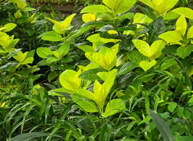 Yağmurdan sonra yemyeşil ve sarı yapraklardan oluşan canlı bir yakın plan. Görünür dokuları olan taze yapraklar, doğal ışıklandırma ve çiğ damlaları. Doğa geçmişi için ideal.